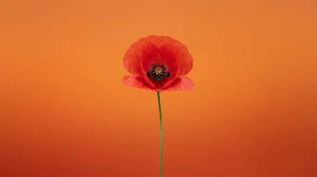 Одиночна квітка на однорідному фоні з малою глибиною різкості